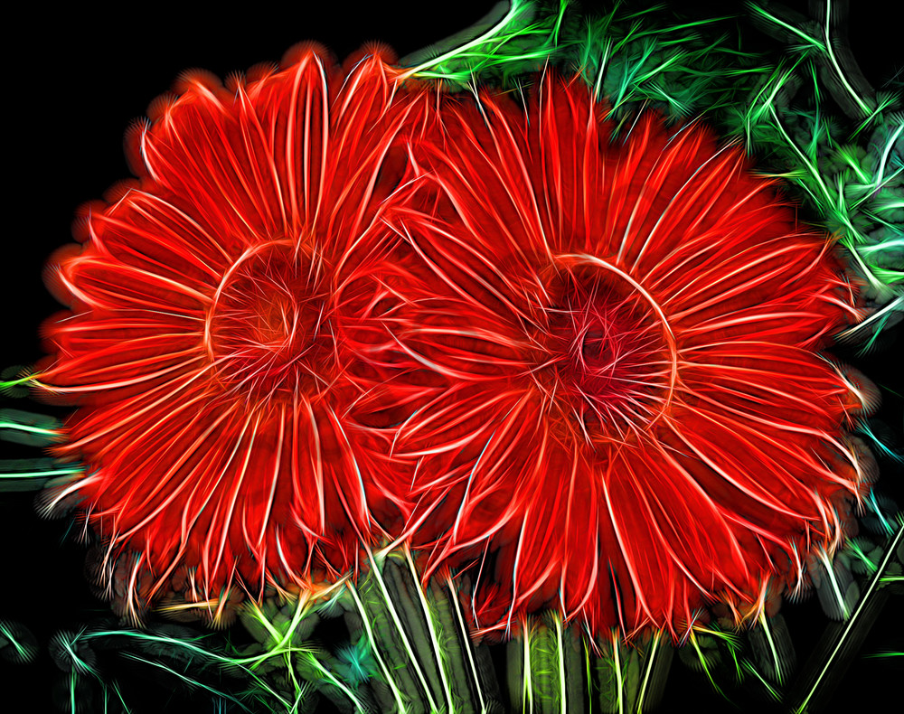 Electrifying Daises Photography Art | frednewmanphotography