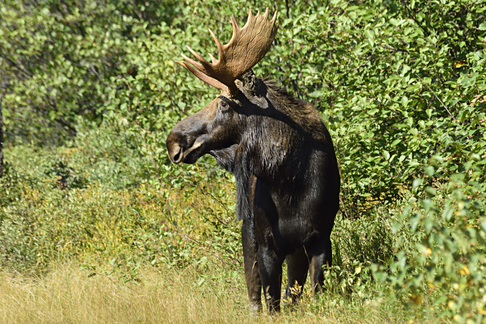 Bull Moose in Profile