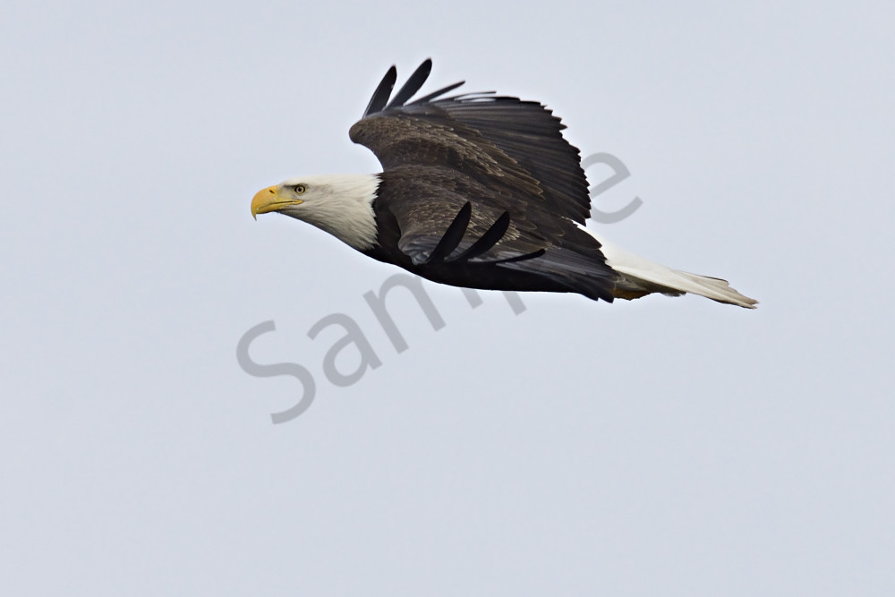 Eagle In Flight Photography Art | LHR Images