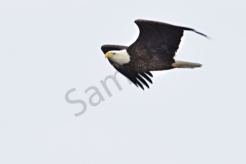 Soaring Eagle Art | LHR Images