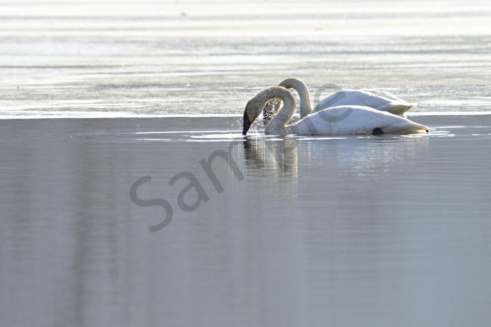 Pair Of Trumpeter Swans Art | LHR Images