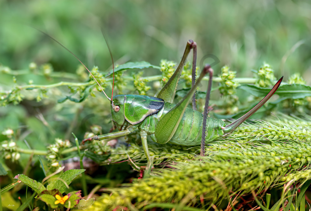 camo grasshopper