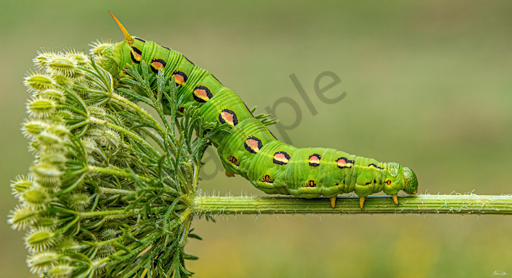 cruising caterpillar