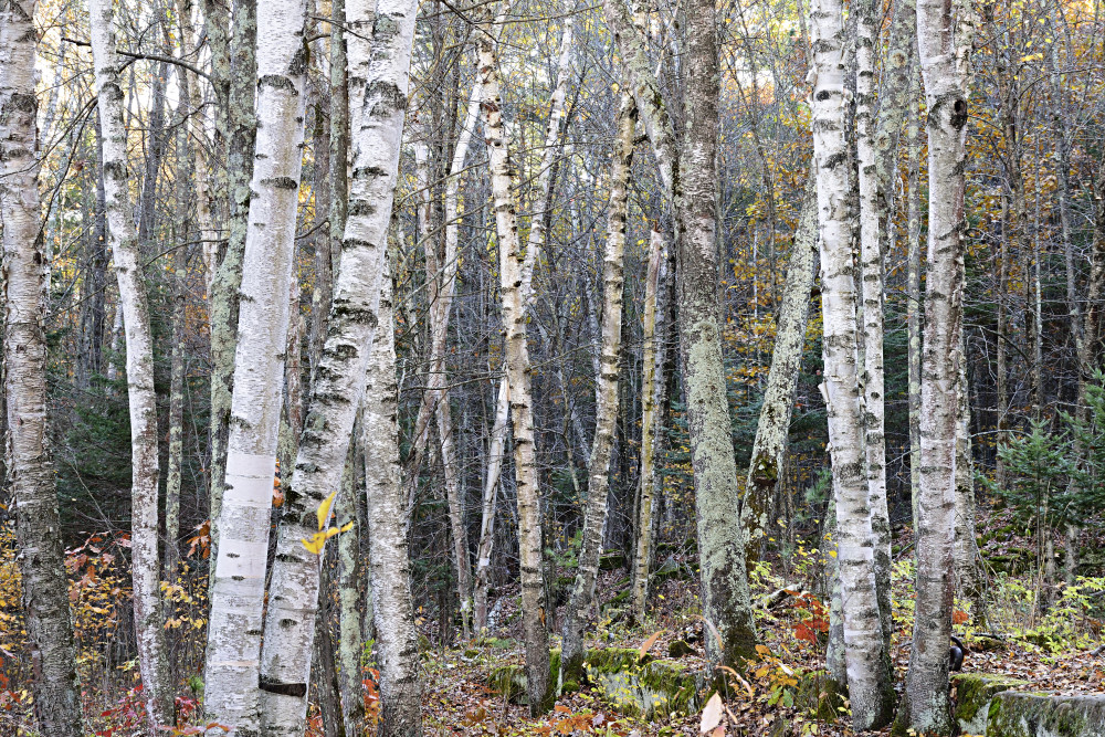 Birch Trees Art | LHR Images