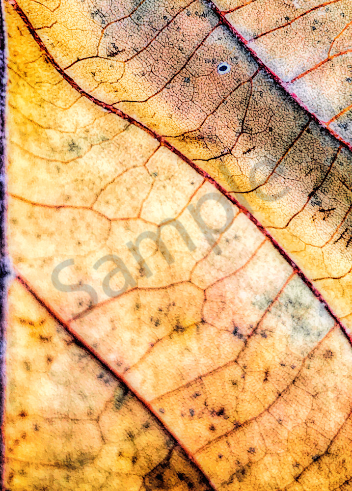 Sum of Parts|Fine art photography by Todd Breitling