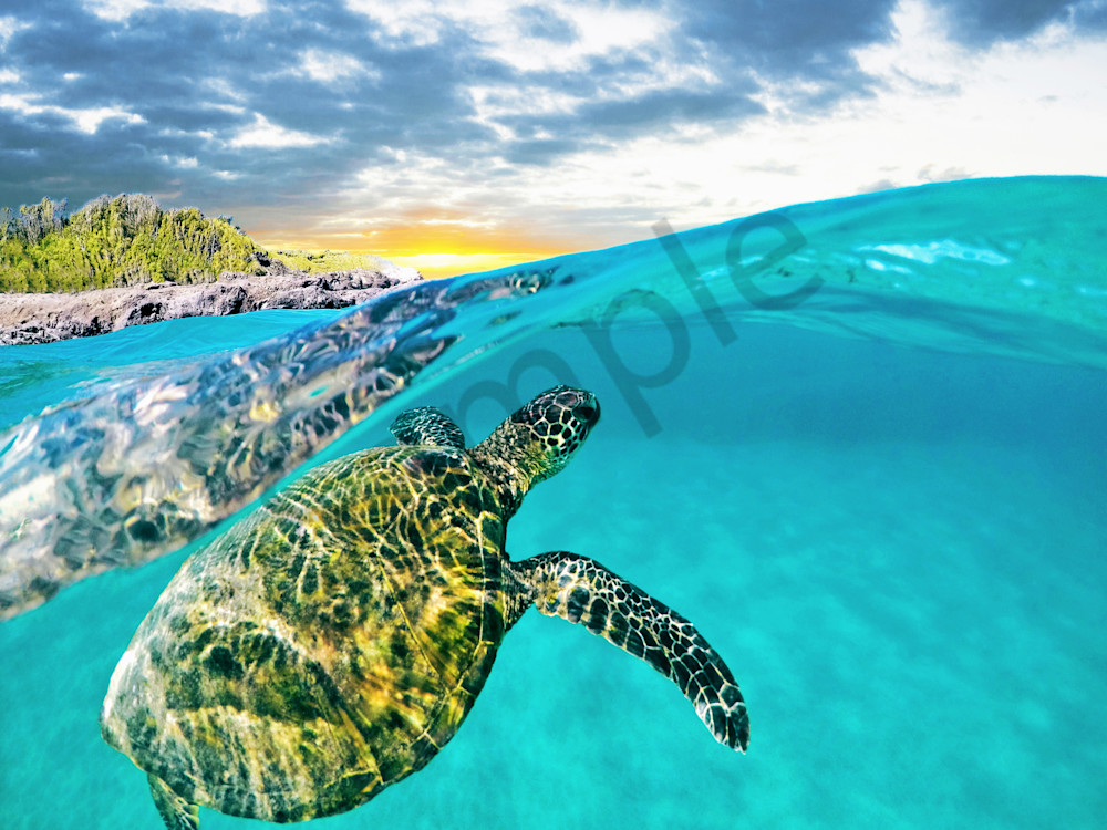 This photo is of a green sea turtle swimming near the surface of the warm Maui waters of Mokuleia. This over/under shot was taken at sunset on a beautiful and clear evening.