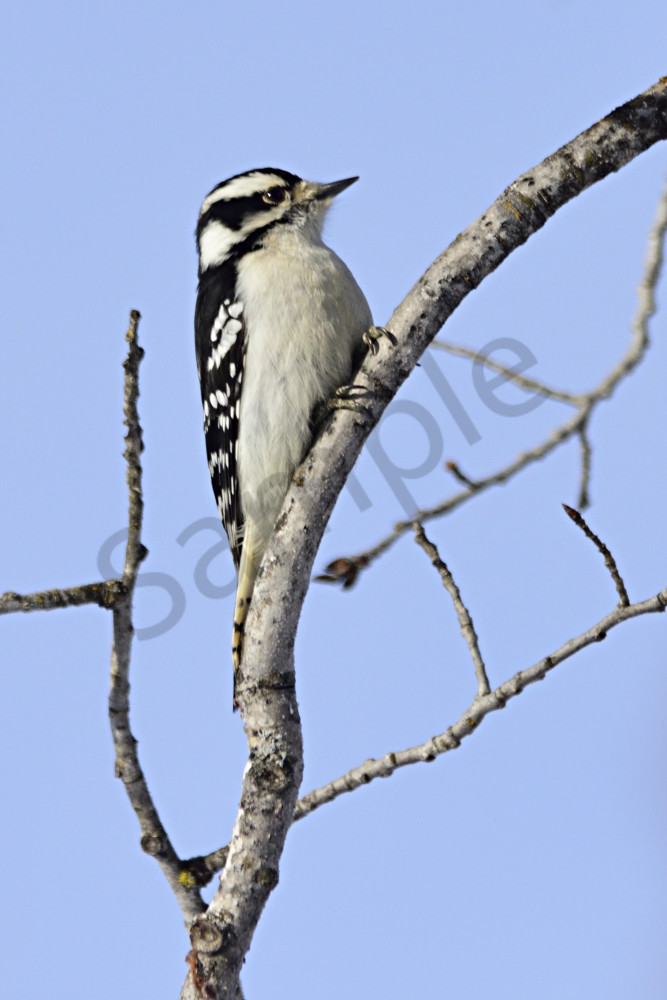 Downy Woodpecker Art | LHR Images