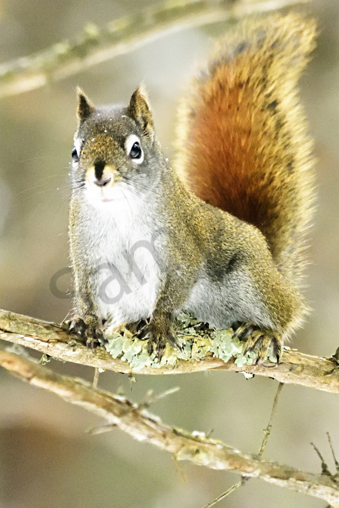 Posing Red Squirrel Art | LHR Images
