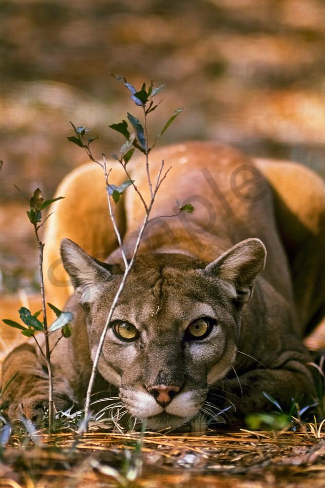 Florida Panther (Puma concolor coryi) in Southern Florida.  Endangered species.