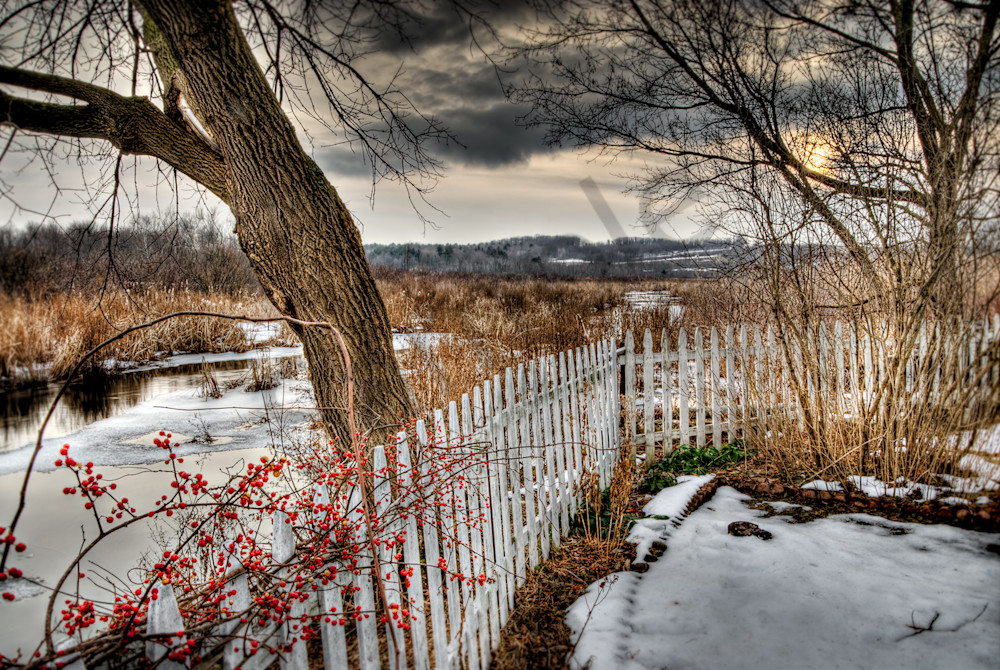 Winters Berries Art | Cincy Artwork