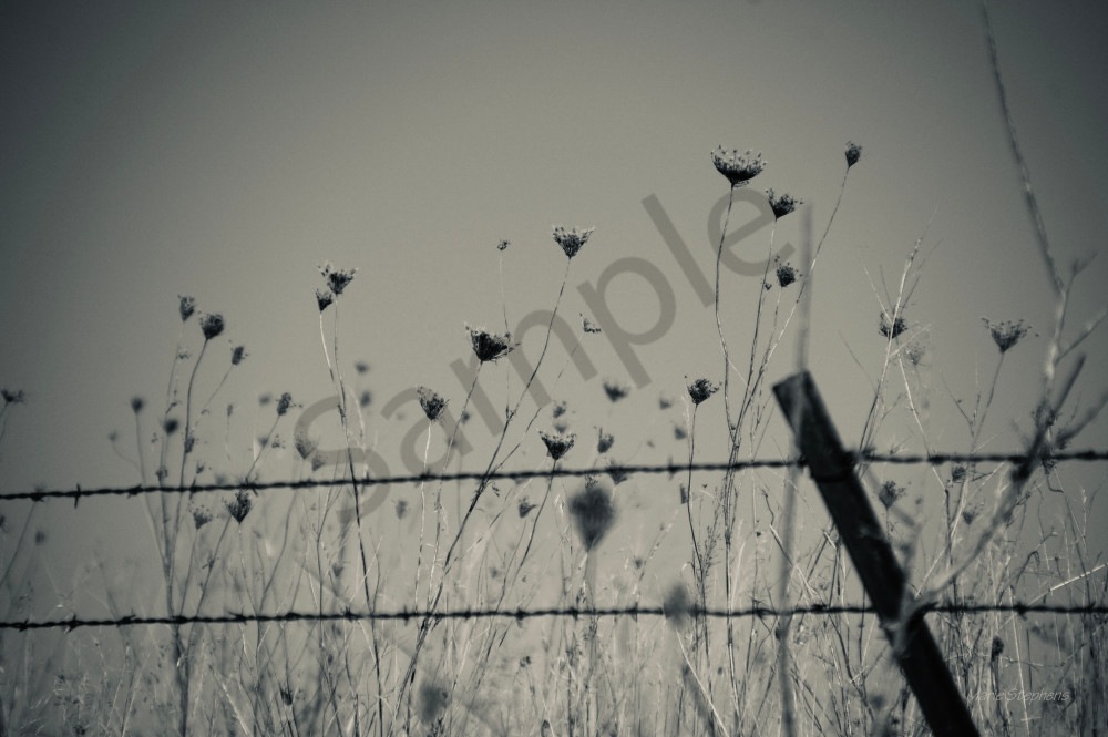 Queen Ann's Lace and Barbed Wire Fences Remind us of Quiet Places 