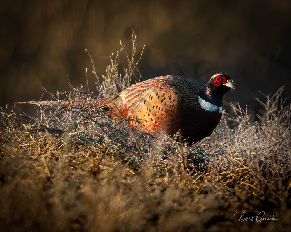 Pheasant At Golden Hour Photography Art | Barb Gonzalez Photography