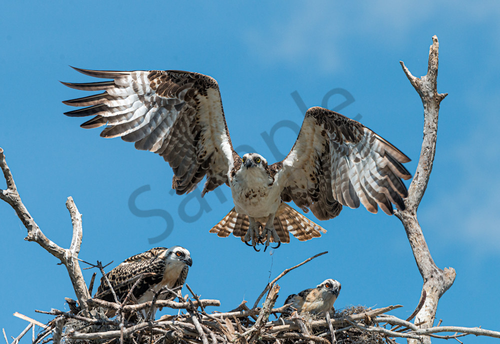 Photography By Festine Osprey landing in nest