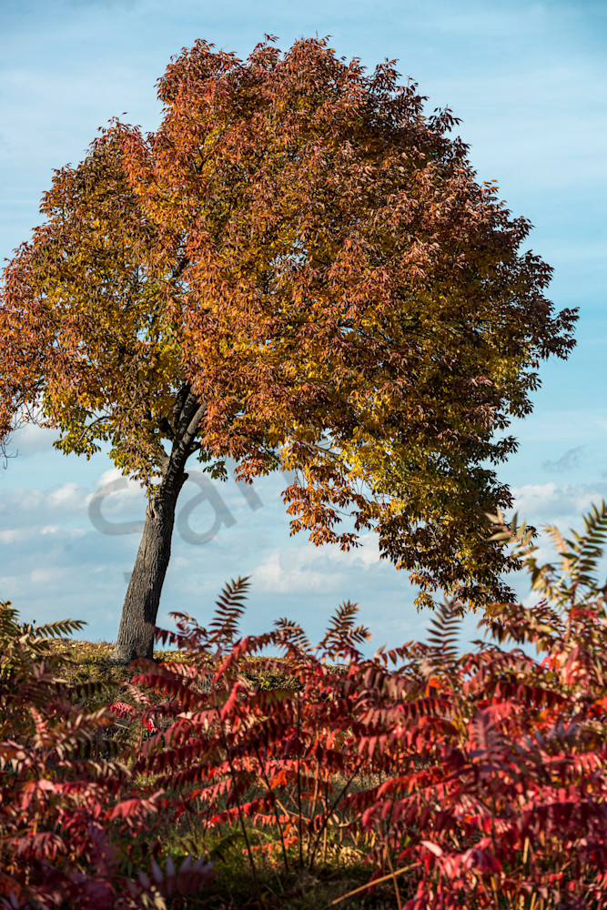 Photography By Festine autumn color at Thatcher Park