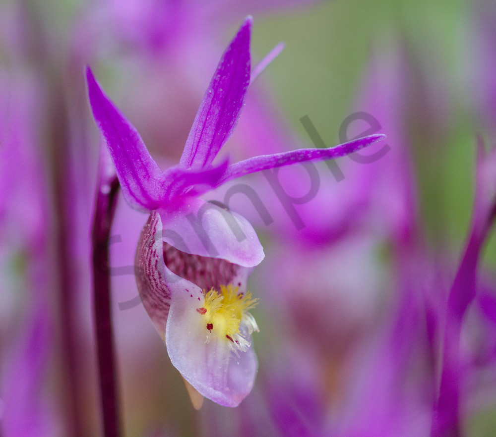 Calypso Orchid or Fairyslipper wildflower