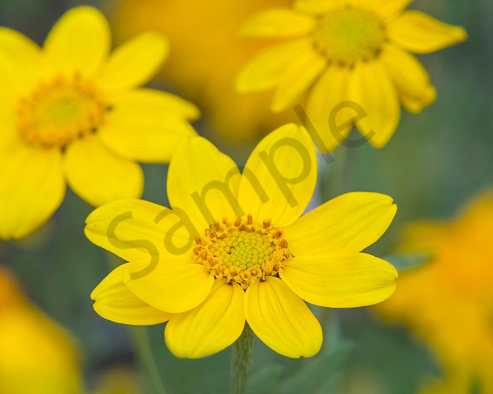 Woolly Sunflower or Oregon Sunshine