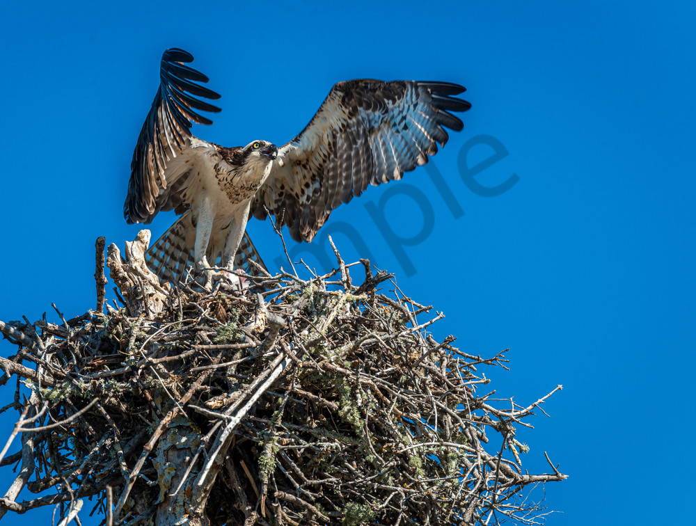 Large osprey nest Photography By Festine