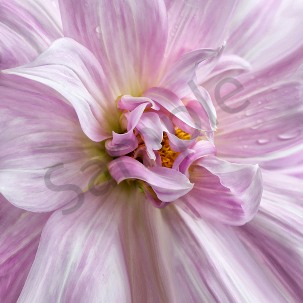 Dew Drop Dahlia Art | Cincy Artwork