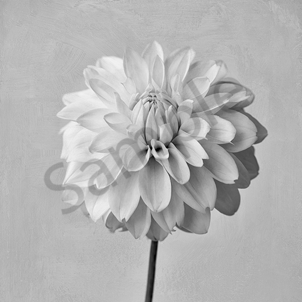 White Dahlia Art | Cincy Artwork