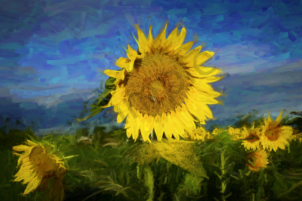 Fading Sunflowers Art | Cincy Artwork