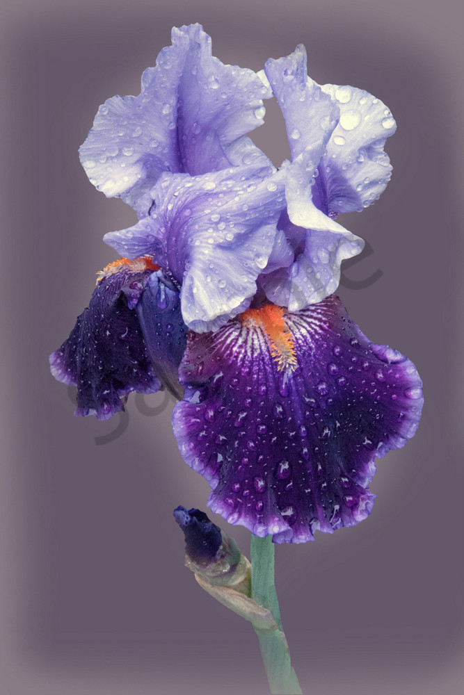 Violet Iris After The Rain Art | Cincy Artwork