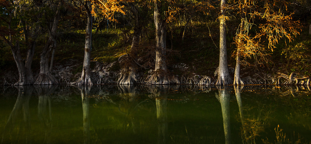 Guadalupe River, River, Cypress, trees, roots