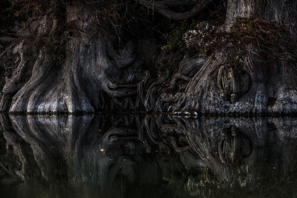science fiction looking Cypress trees along the Guadalupe River