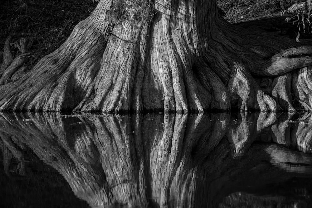 photo, cypress trees, Guadalupe River,  Texas Hill Country