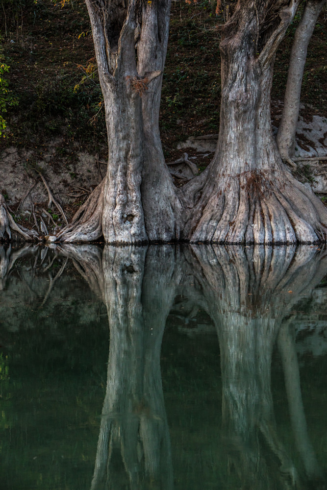 photo, two cypress trees, Guadalupe River,  Texas Hill Country