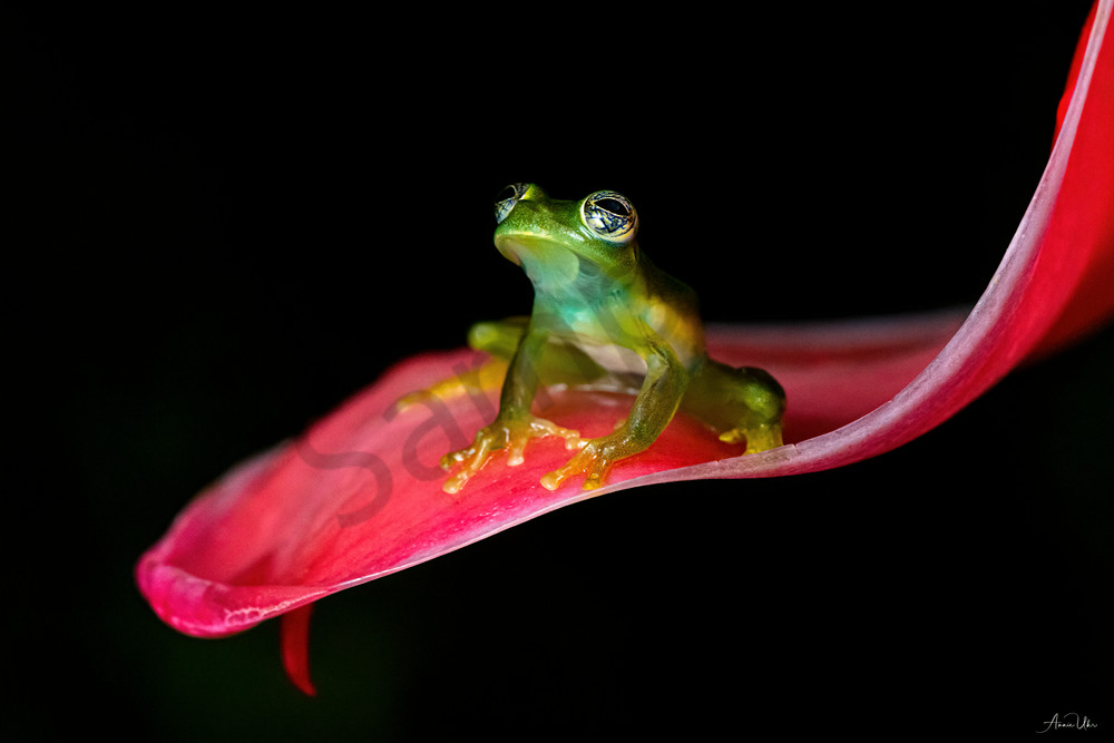 Glossy Glass Frog Photography Art | Feather Flare Photography