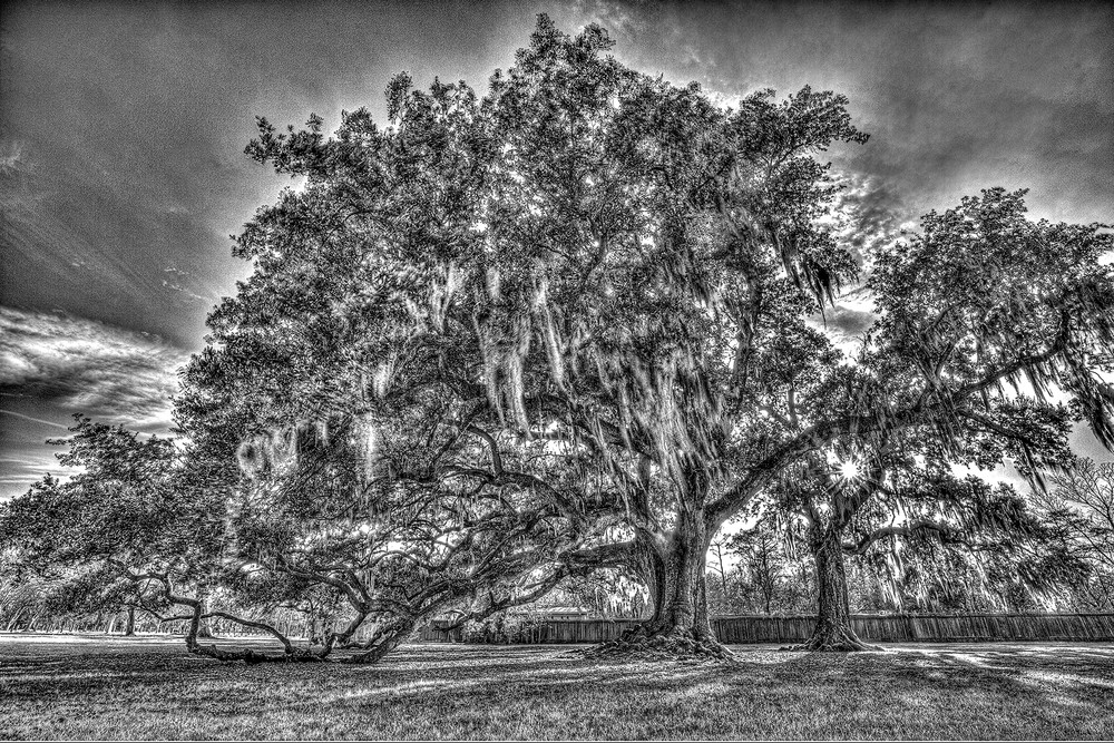 Tree Of Life Bw Photography Art | Zakem Art LLC