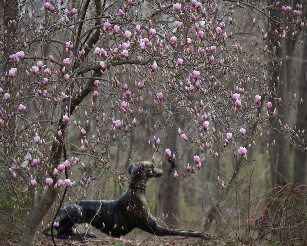 Spring Blooms Photography Art | Kim Bova Photography
