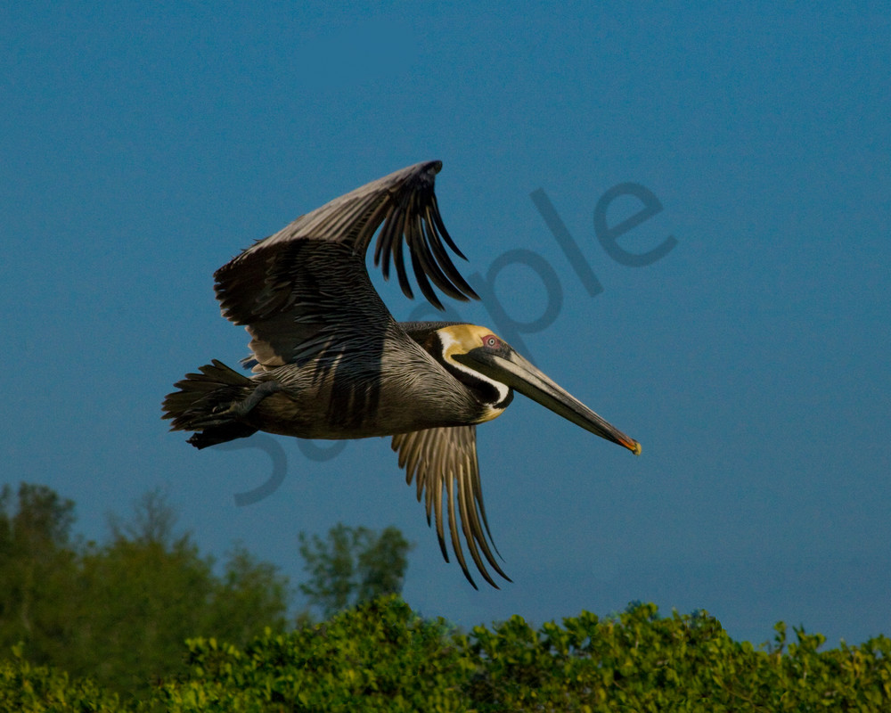 Pelican In Flight Photography Art | It's Your World - Enjoy!