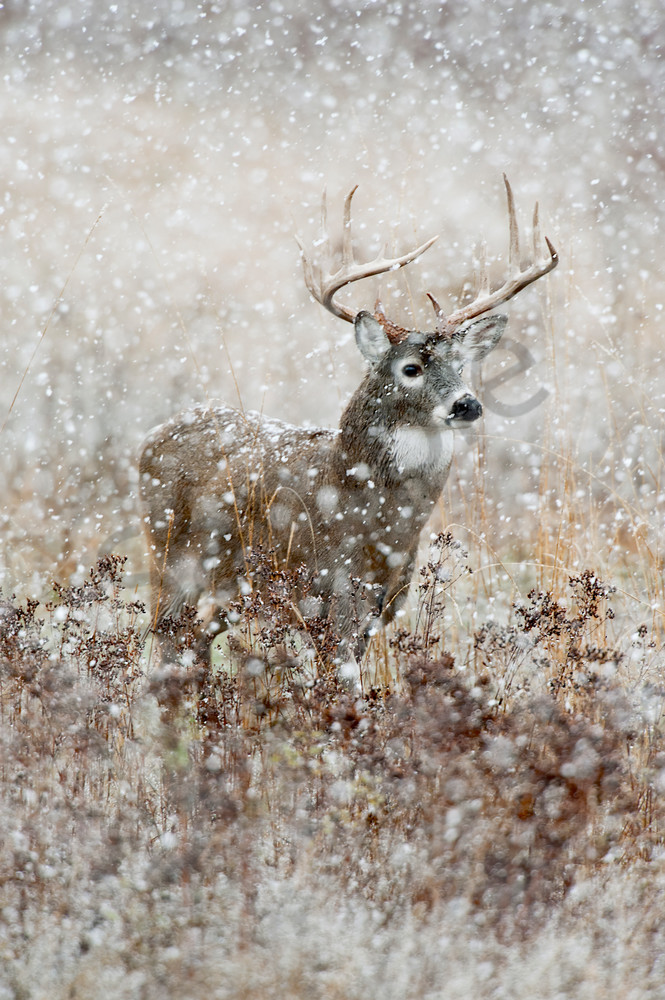 White-tailed Deer Buck on a cold, wet, snowy November day.