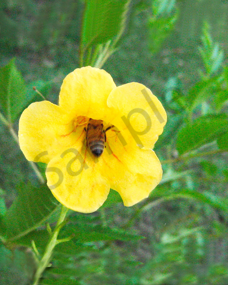 Bee In Yellow Flower. Photography Art | It's Your World - Enjoy!