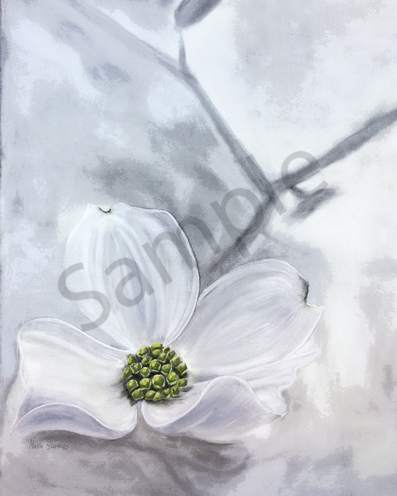 Dogwood Flower With Green Accents, Print Art | Marie Stephens Art