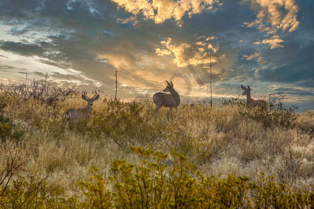 A sunrise at Big Bend National Park Texas with the Deer