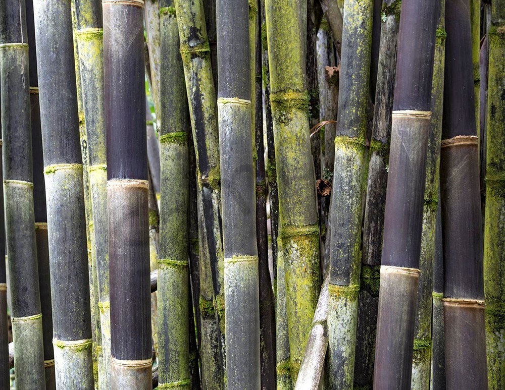 Black Timor Bamboo 1 Photography Art | Inspiring Images