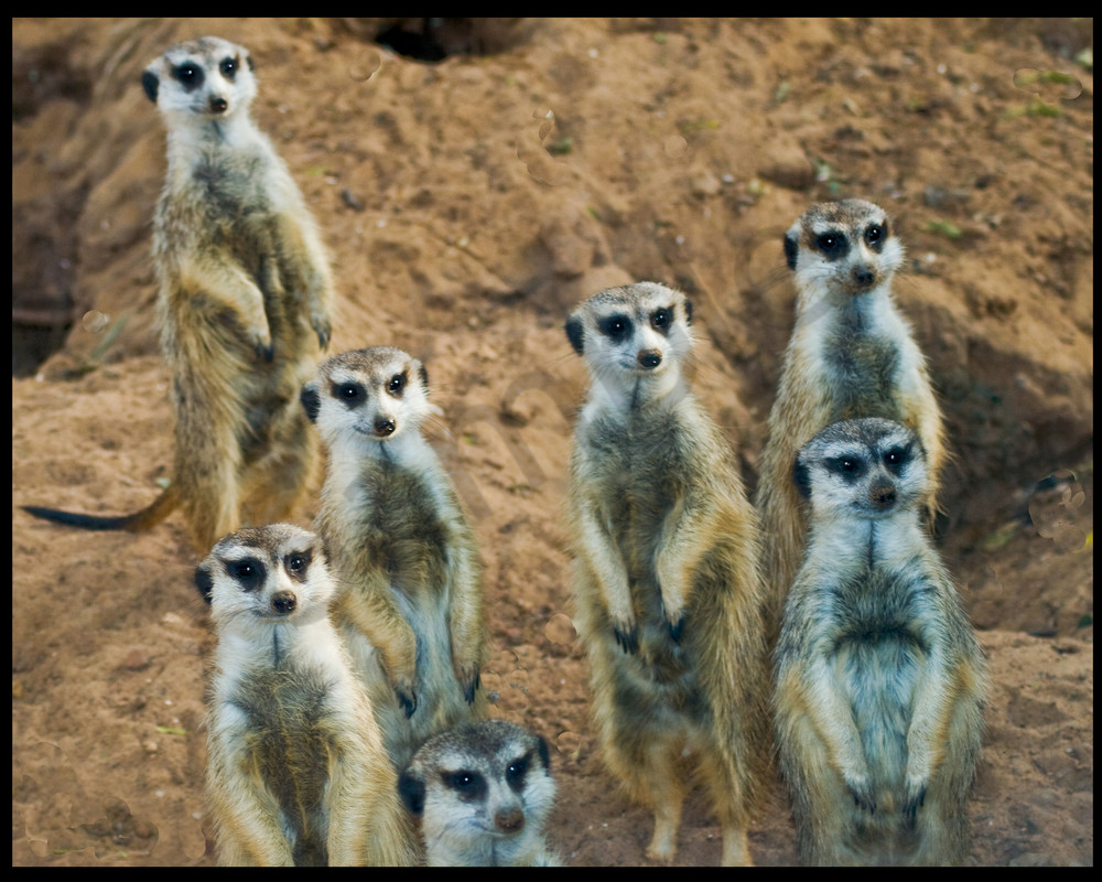 Meercats Photography Art | It's Your World - Enjoy!