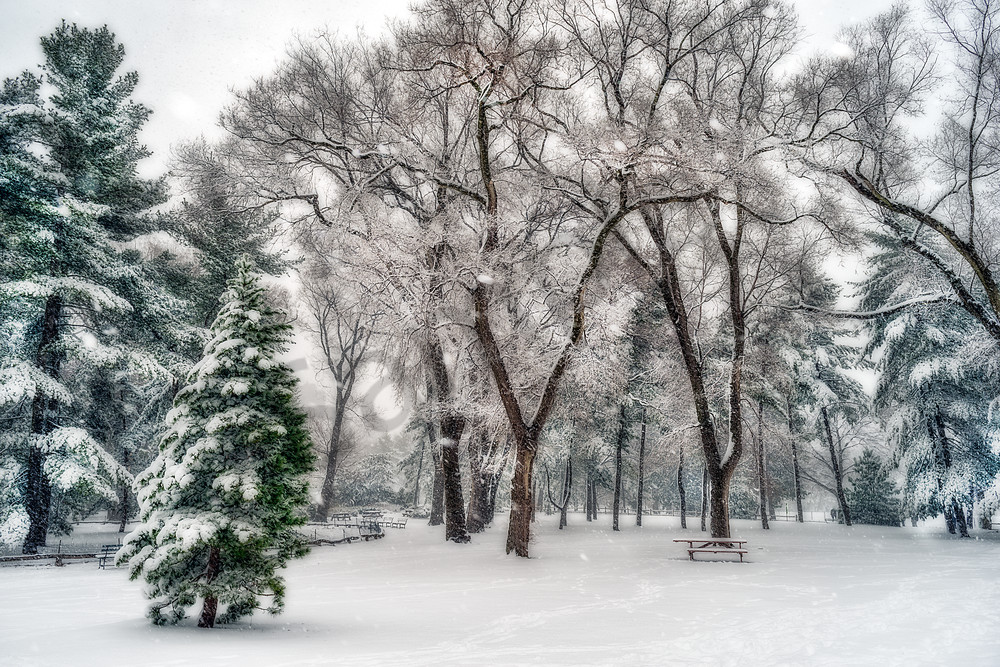 Snow-covered trees in Central Park