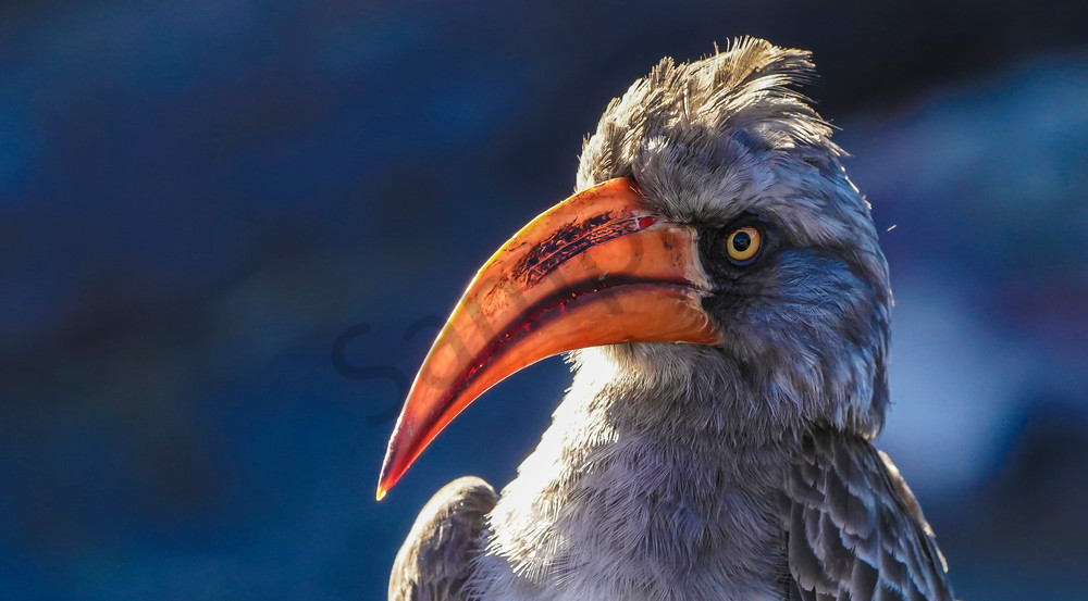 Red Billed Hornbill Photography Art | Tolowa Gallery