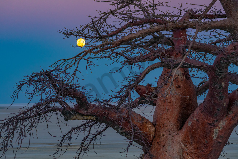 Luna Rise, Lekhubu Island, Kalahari Photography Art | Tolowa Gallery