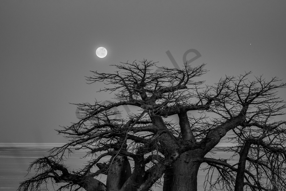 Luna Rise, Lekhubu Island, Kalahari Bw Photography Art | Tolowa Gallery