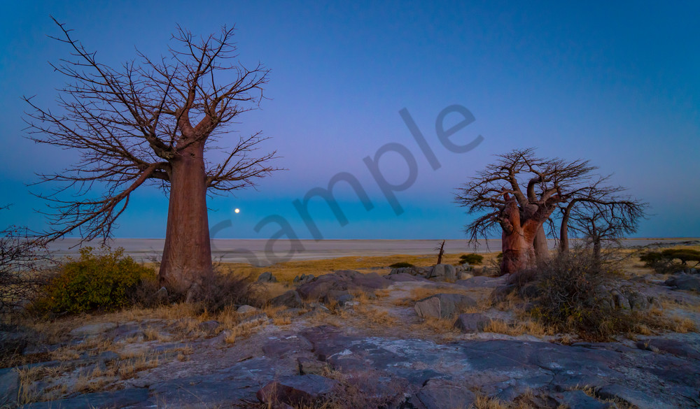 Moon bathes the Baobabs