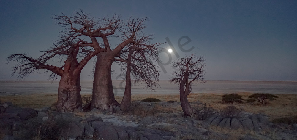 Moonlight Bathes The Baobabs Photography Art | Tolowa Gallery