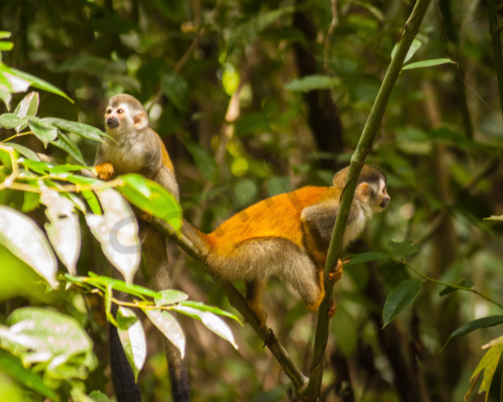Squirrel Monkeys Photography Art | It's Your World - Enjoy!