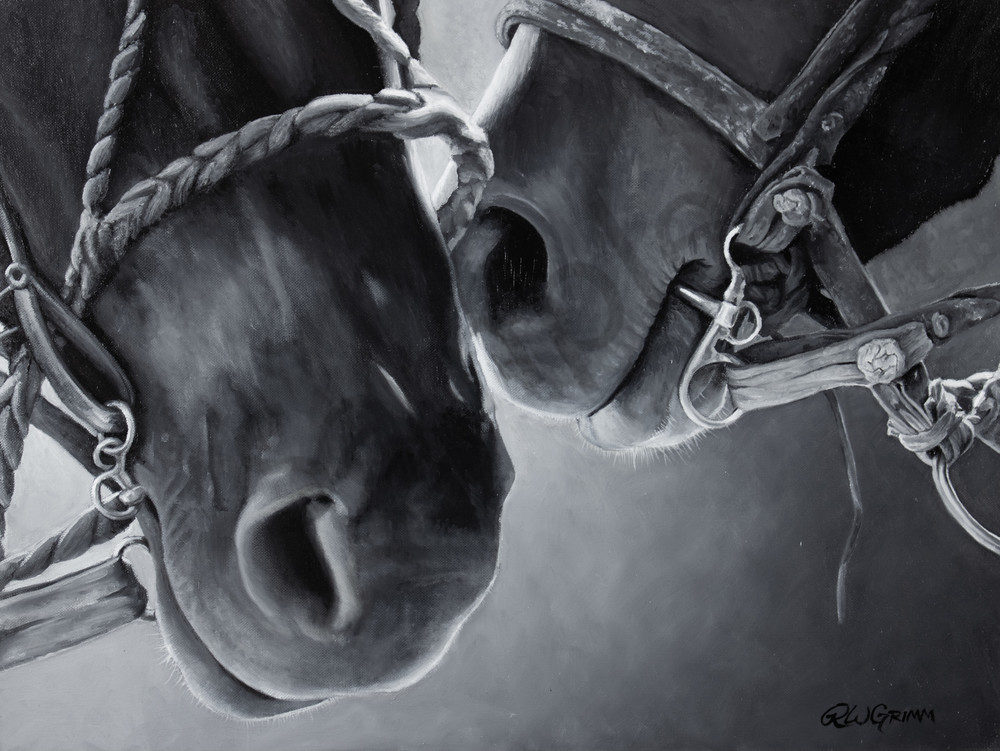 horse noses, two horses, affection, bridle, horse, black, white, black white, fine art, horse art