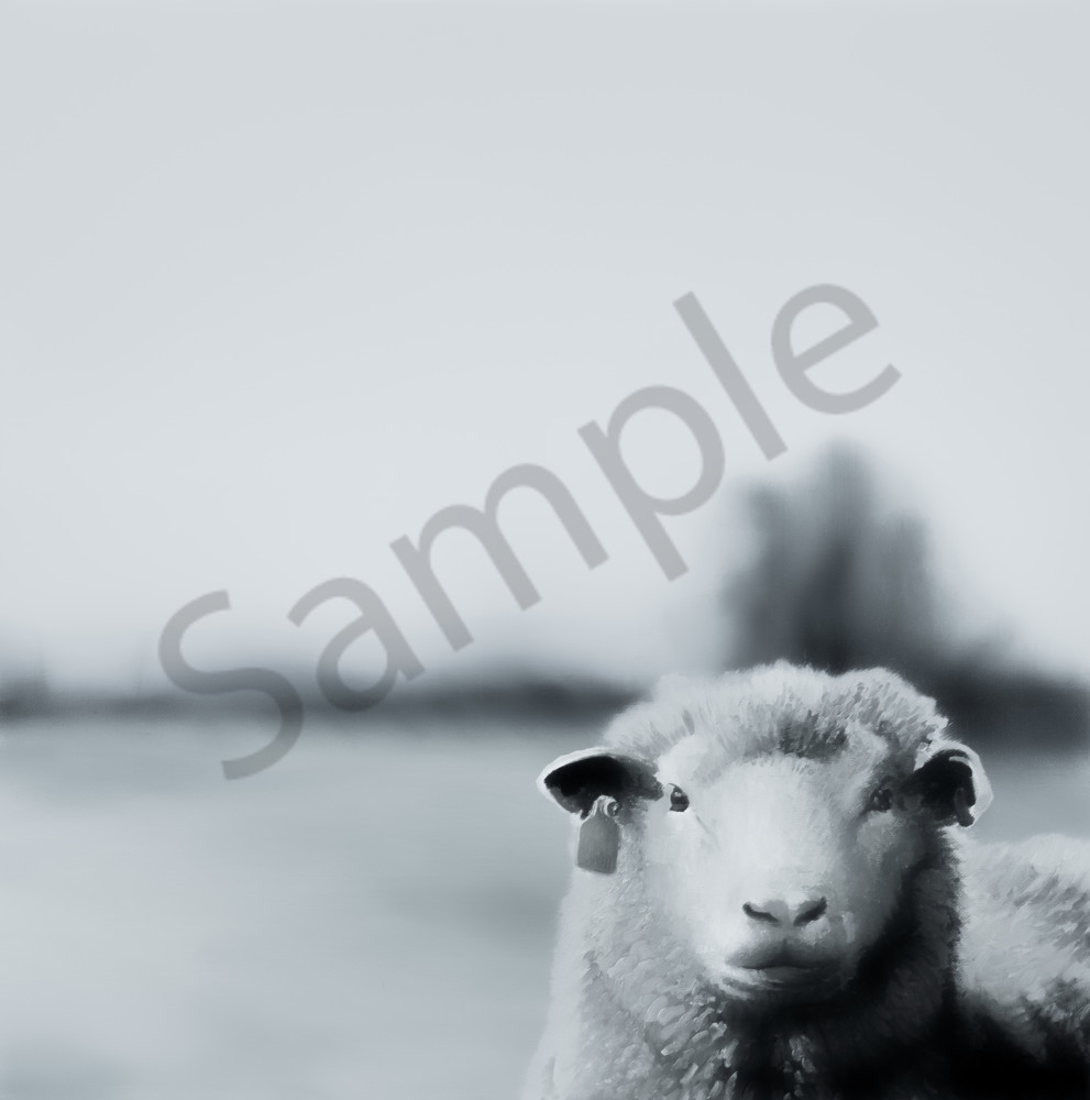 pasture, field, herd, sheep, lone sheep, countryside, farm animals