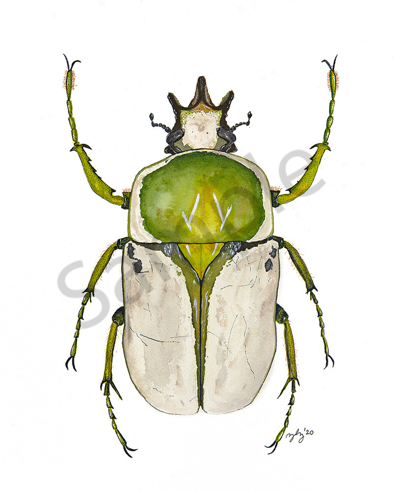 Beetle 1 Art | Cincy Artwork