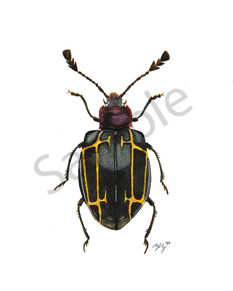 Beetle 4 Art | Cincy Artwork